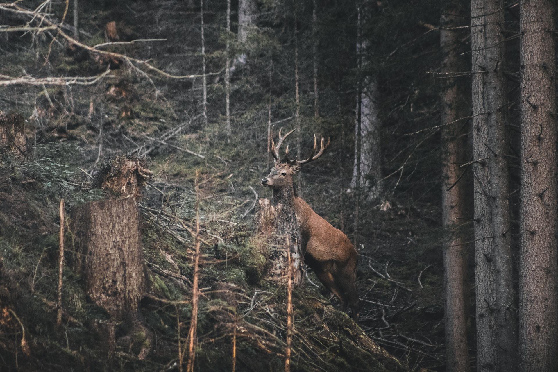 Wald kaufen